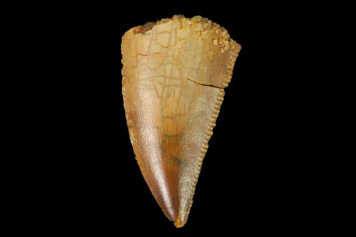 Serrated, Raptor Tooth - Real Dinosaur Tooth #139353